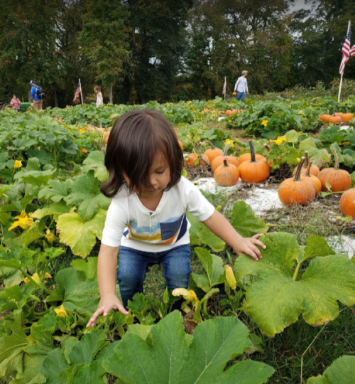 A child crouches in a pumpkin patch, surrounded by green leaves and orange pumpkins, with people in the background.
