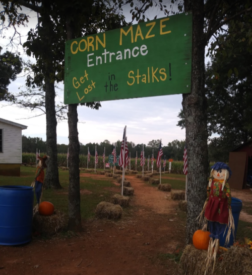 Sign for a corn maze entrance with scarecrows, pumpkins, and flags in the background, inviting visitors to "Get Lost in the Stalks!"