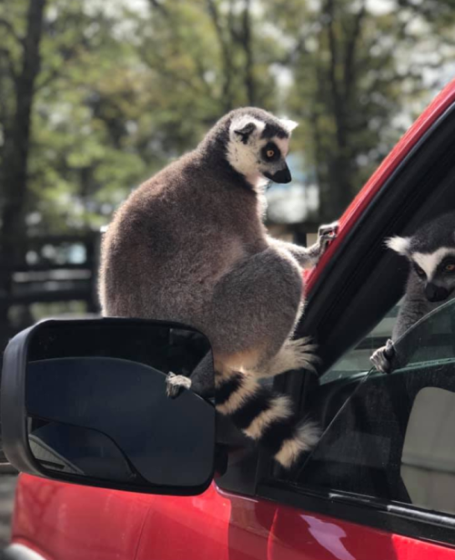 A lemur climbs on the side mirror of a red vehicle, with another lemur visible in the reflection.