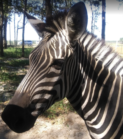 A close-up of a zebra's head, showcasing its distinctive black and white stripes in a wooded area.