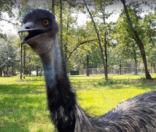 A close-up of an emu with a curious expression, surrounded by green grass and trees in a sunny outdoor setting.