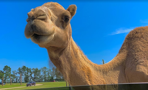 A close-up of a camel with a playful expression against a clear blue sky and green landscape.