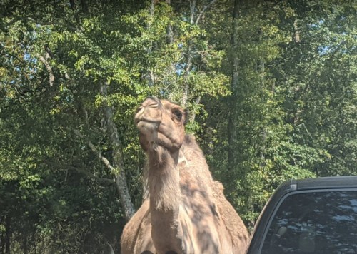 A camel stands beside a vehicle, surrounded by trees in a natural setting.