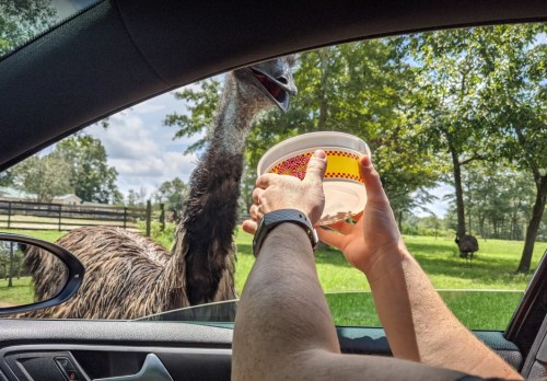 A person holds a bowl of food out of a car window to an emu in a grassy area.