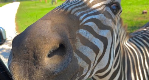 Close-up of a zebra's face, showcasing its distinctive black and white stripes against a green background.