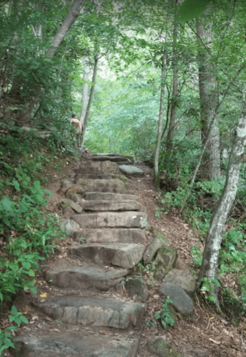 Stone steps lead up a wooded path, surrounded by lush greenery and trees.