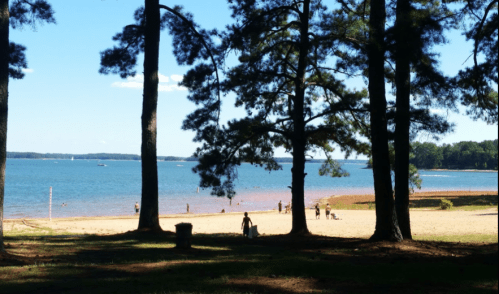 A serene beach scene with people enjoying the water, framed by tall trees under a clear blue sky.