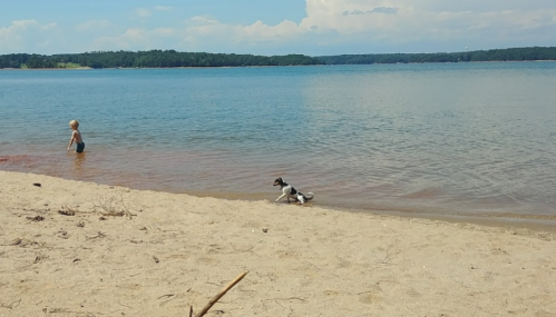 A child wades in shallow water while a dog plays on the sandy beach by a lake under a clear blue sky.
