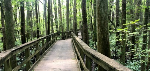 A wooden boardwalk winding through a lush green forest with tall trees and dense foliage.