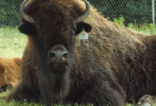 A close-up of a bison lying on the grass, with a tag on its ear and a blurred background of other bison.