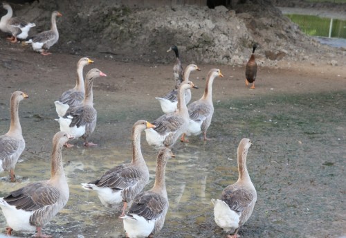 A group of geese wading in shallow water, with a duck in the background and a muddy area nearby.