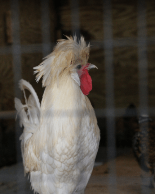 A fluffy white rooster with a distinctive crest and red wattles, standing behind a wire fence.