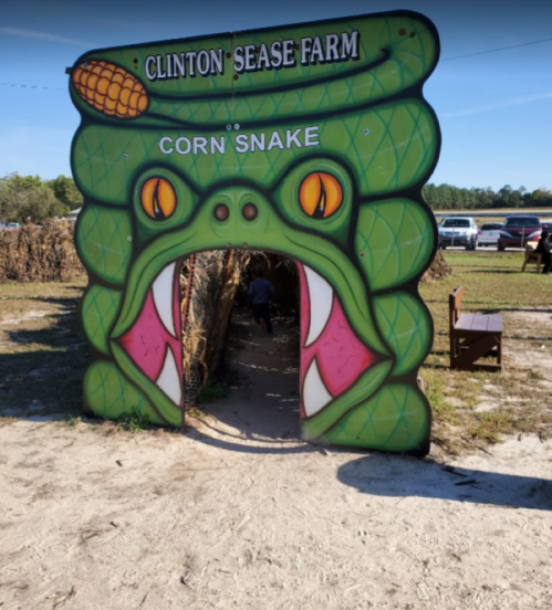 A colorful corn snake entrance at Clinton Sease Farm, leading into a maze with a person inside.