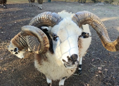 A close-up of a ram with large, curved horns, standing in a farmyard with sheep in the background.