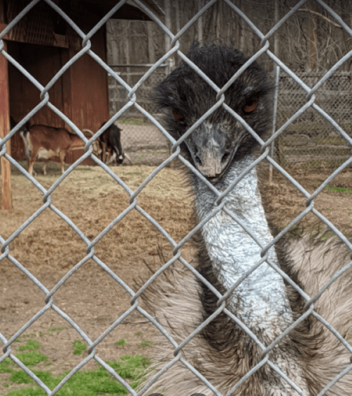 An emu with a distinctive neck and face stands close to a chain-link fence, with deer visible in the background.