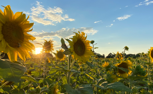 A field of sunflowers basking in golden sunlight under a blue sky with scattered clouds at sunset.