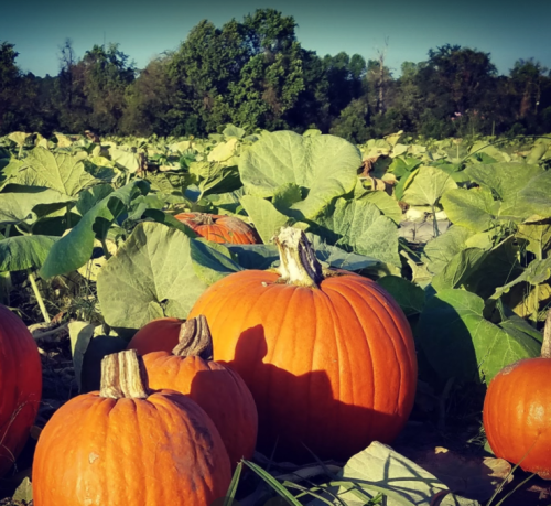 A field of pumpkins with large green leaves under a clear sky, showcasing vibrant orange pumpkins in the foreground.