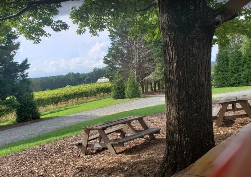 A peaceful outdoor scene featuring picnic tables under a tree, with a vineyard and distant hills in the background.
