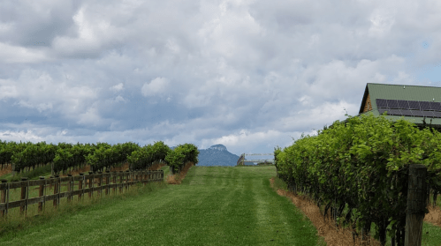 A scenic vineyard path leads to a distant mountain under a cloudy sky, with lush grapevines on either side.