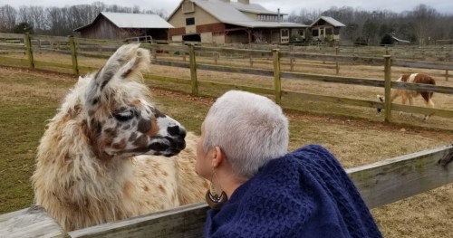 A person with short gray hair leans in to kiss a llama in a farm setting with wooden fences and buildings in the background.