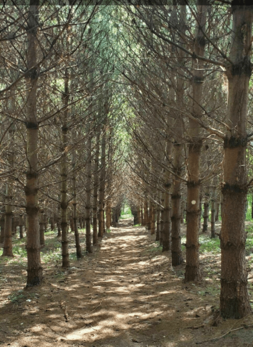A serene forest path lined with tall trees, creating a natural tunnel of greenery and sunlight.