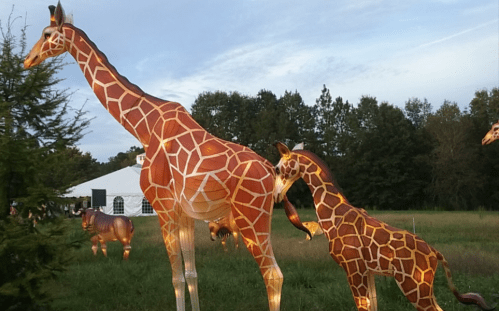 Two illuminated giraffe sculptures in a grassy field, with a tent and trees in the background.