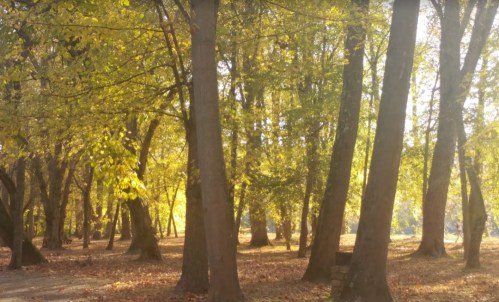 A serene forest scene with tall trees and golden autumn leaves scattered on the ground. Soft sunlight filters through.