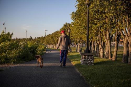 A person walks a dog along a tree-lined path during sunset, with street lamps illuminating the scene.