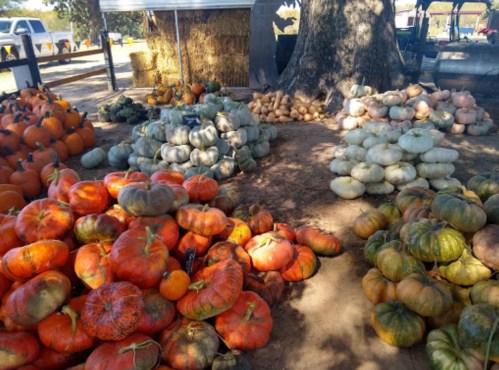 A variety of pumpkins and squash in different colors and sizes arranged on the ground near a tree.