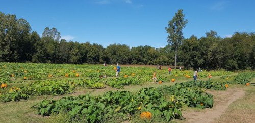 A sunny pumpkin patch with people walking among green vines and orange pumpkins under a clear blue sky.