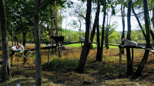 A group of goats resting on wooden platforms among trees in a sunny, grassy area.