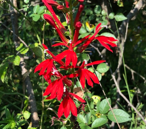 Bright red flowers with elongated petals surrounded by green foliage in a natural setting.