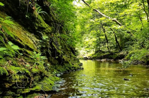A serene forest scene with a clear creek surrounded by lush greenery and moss-covered rocks.