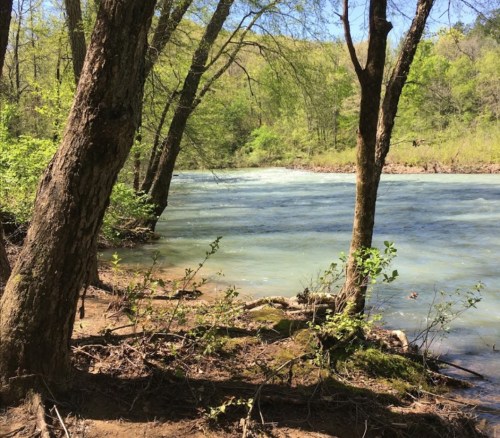 A serene river flows between trees, surrounded by lush greenery on a sunny day.