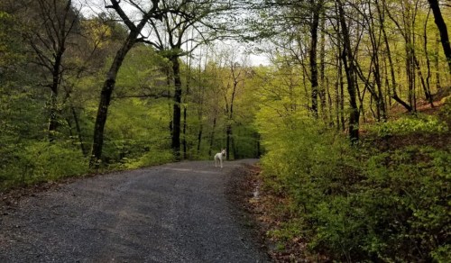 A gravel path winds through a lush green forest, with a white dog standing in the distance.