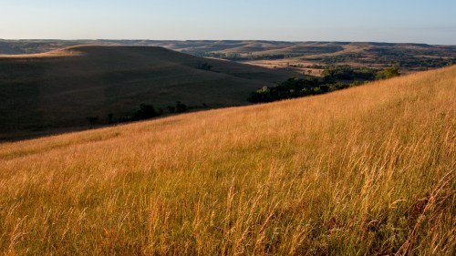 Rolling hills covered in golden grass under a clear blue sky, creating a serene and expansive landscape.