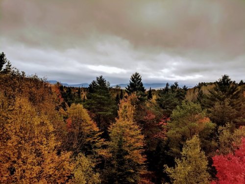 A scenic view of a forest in autumn, featuring vibrant orange and yellow leaves under a cloudy sky.