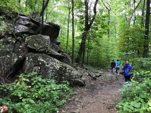 A group of hikers walks along a trail in a lush green forest, with large rocks and trees surrounding them.