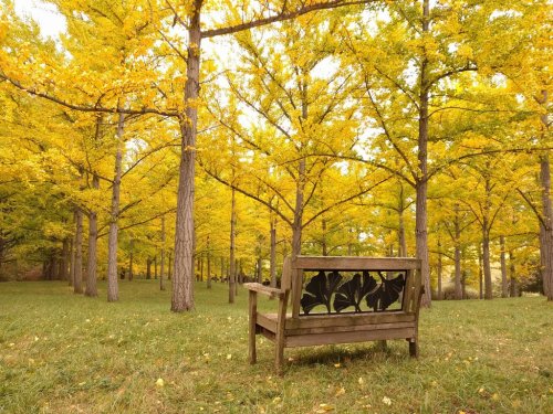 A wooden bench in a vibrant yellow forest, surrounded by tall trees with autumn leaves.