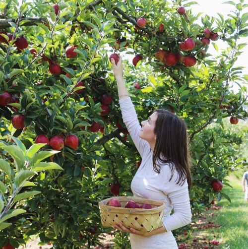 A woman picks red apples from a tree while holding a basket filled with apples in an orchard.