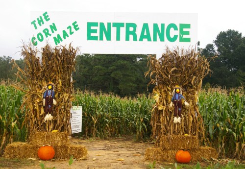 Entrance to a corn maze, framed by corn stalks and scarecrows, with pumpkins on the ground.