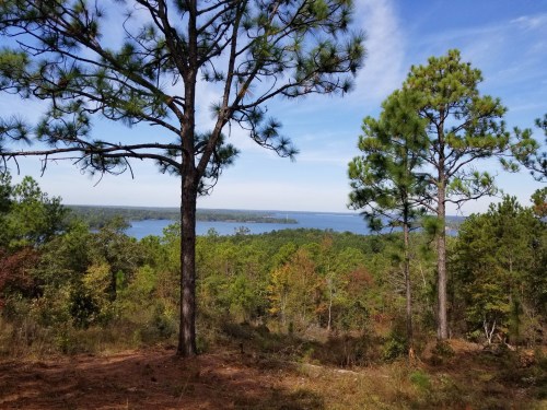 A scenic view of a lake surrounded by lush green trees under a clear blue sky.