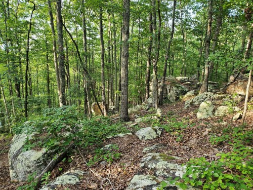 A forest scene with tall trees, rocky terrain, and scattered leaves on the ground, creating a natural, serene environment.
