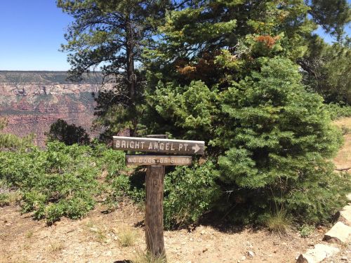 Wooden signpost for Bright Angel Point, surrounded by trees, with a view of the canyon in the background.