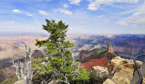 A scenic view of the Grand Canyon with a green tree in the foreground and colorful rock formations in the background.