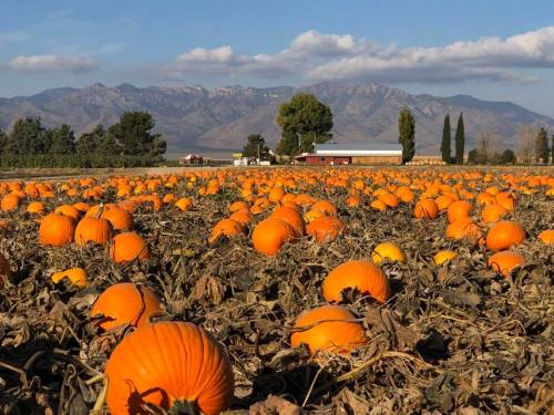 A pumpkin patch with bright orange pumpkins scattered across a field, set against a backdrop of mountains and blue sky.