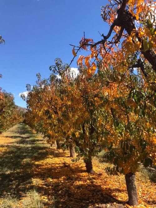 A vibrant orchard with trees displaying autumn leaves in shades of orange and yellow under a clear blue sky.