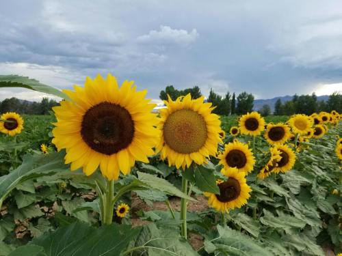 A field of vibrant sunflowers under a cloudy sky, with several blooms prominently displayed in the foreground.