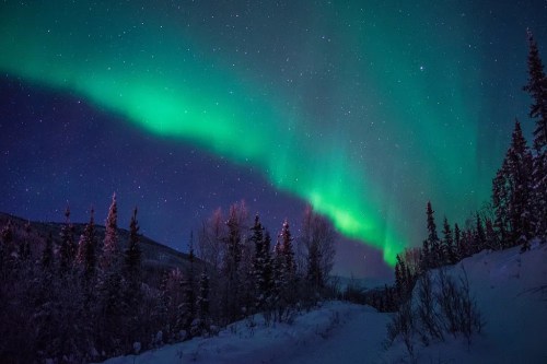 A stunning night sky illuminated by the northern lights over a snowy landscape and silhouetted trees.