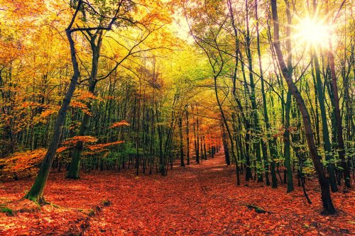 A vibrant autumn forest with colorful leaves and sunlight filtering through the trees, creating a warm, inviting scene.